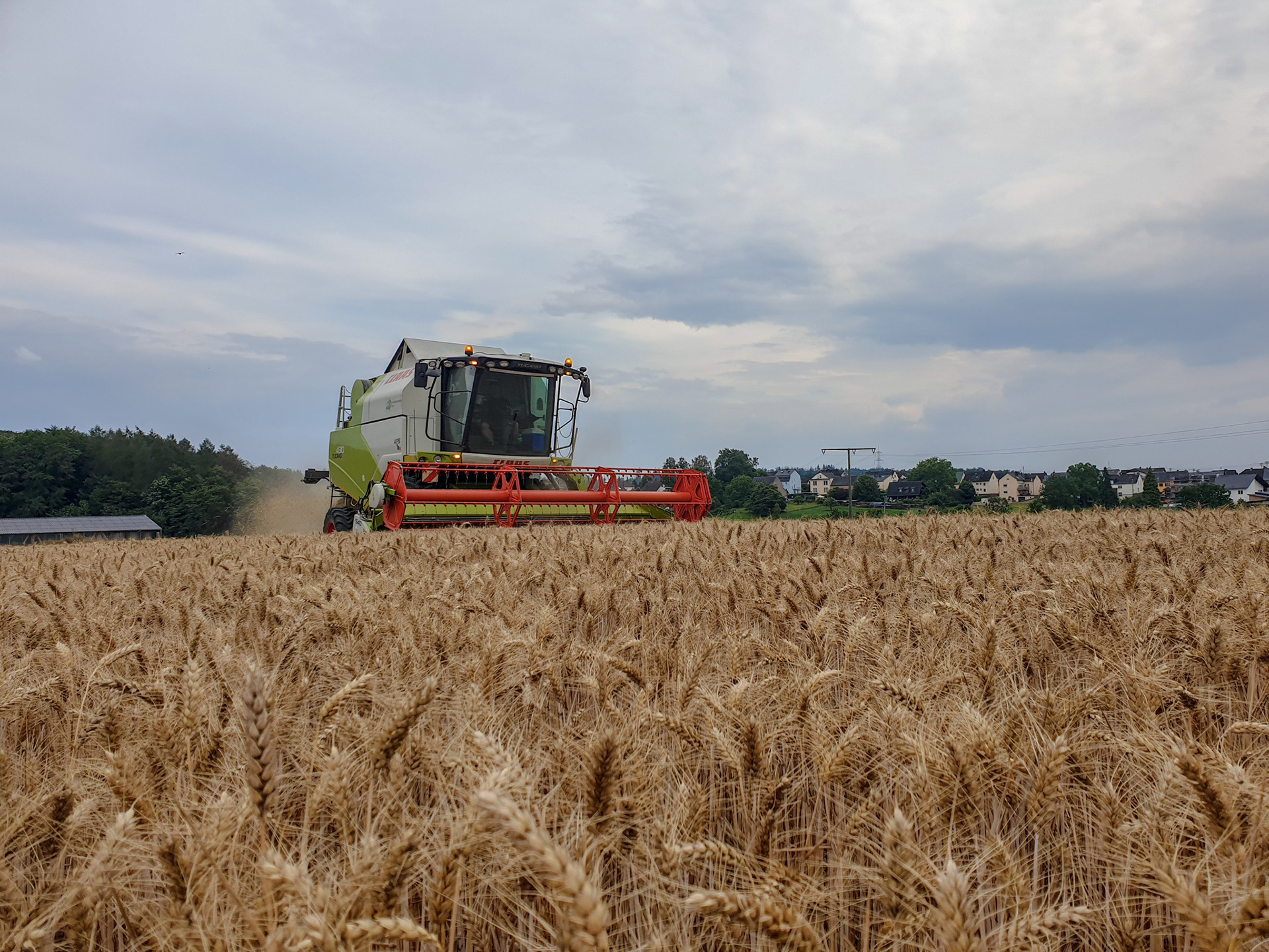 Weizen Ernte 2020