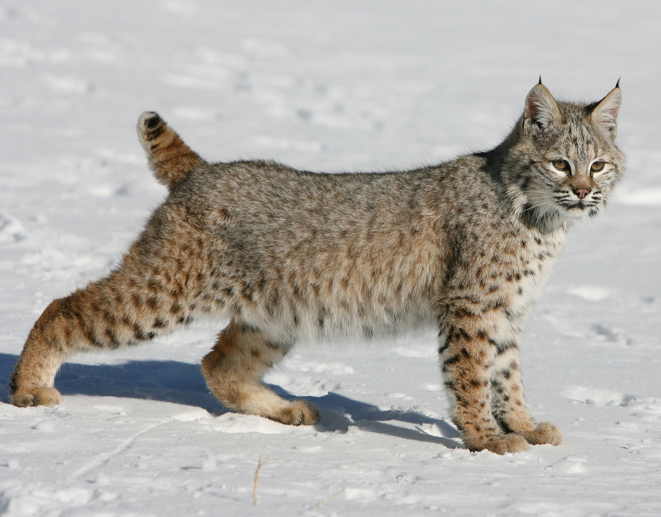 Pixiebob Cat Le Lynx La Legende Et Mon Programme