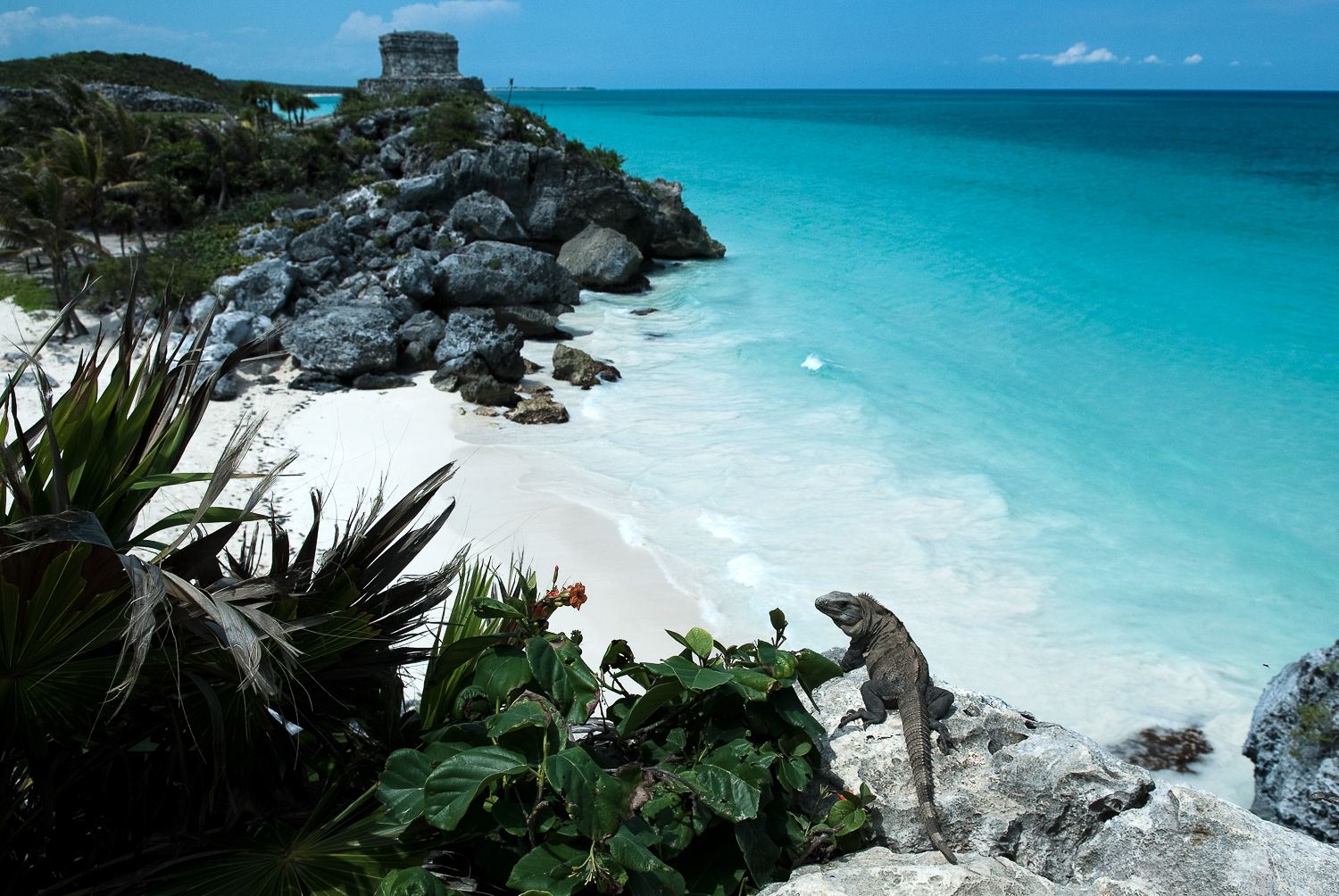 Varanus, Tulum, Mexico ///// Sizes up to 70x50cm