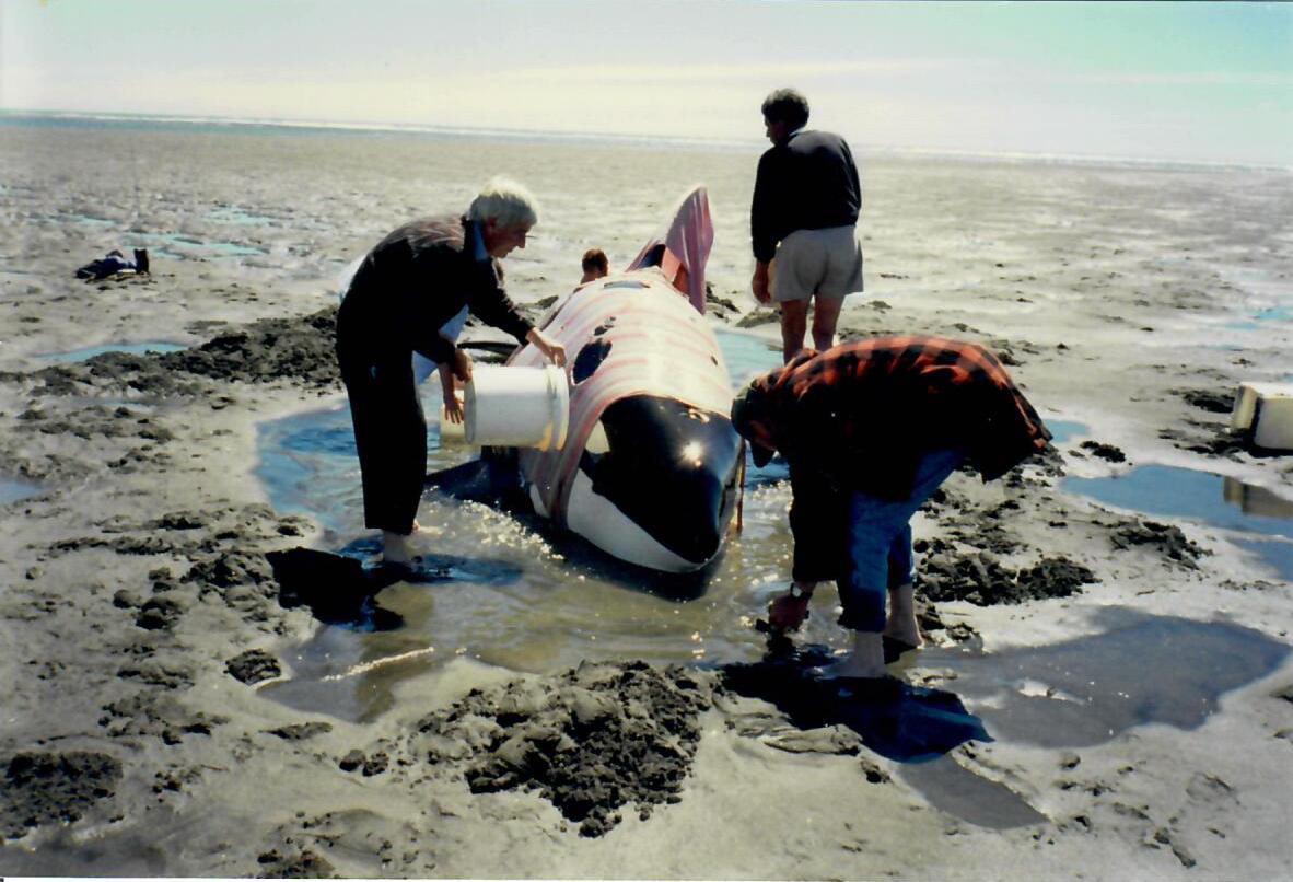 Orca whales stranded in Aotea Harbour