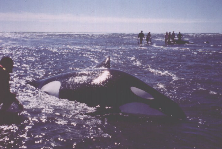 Orcas stranded and rescued in Aotea Harbour