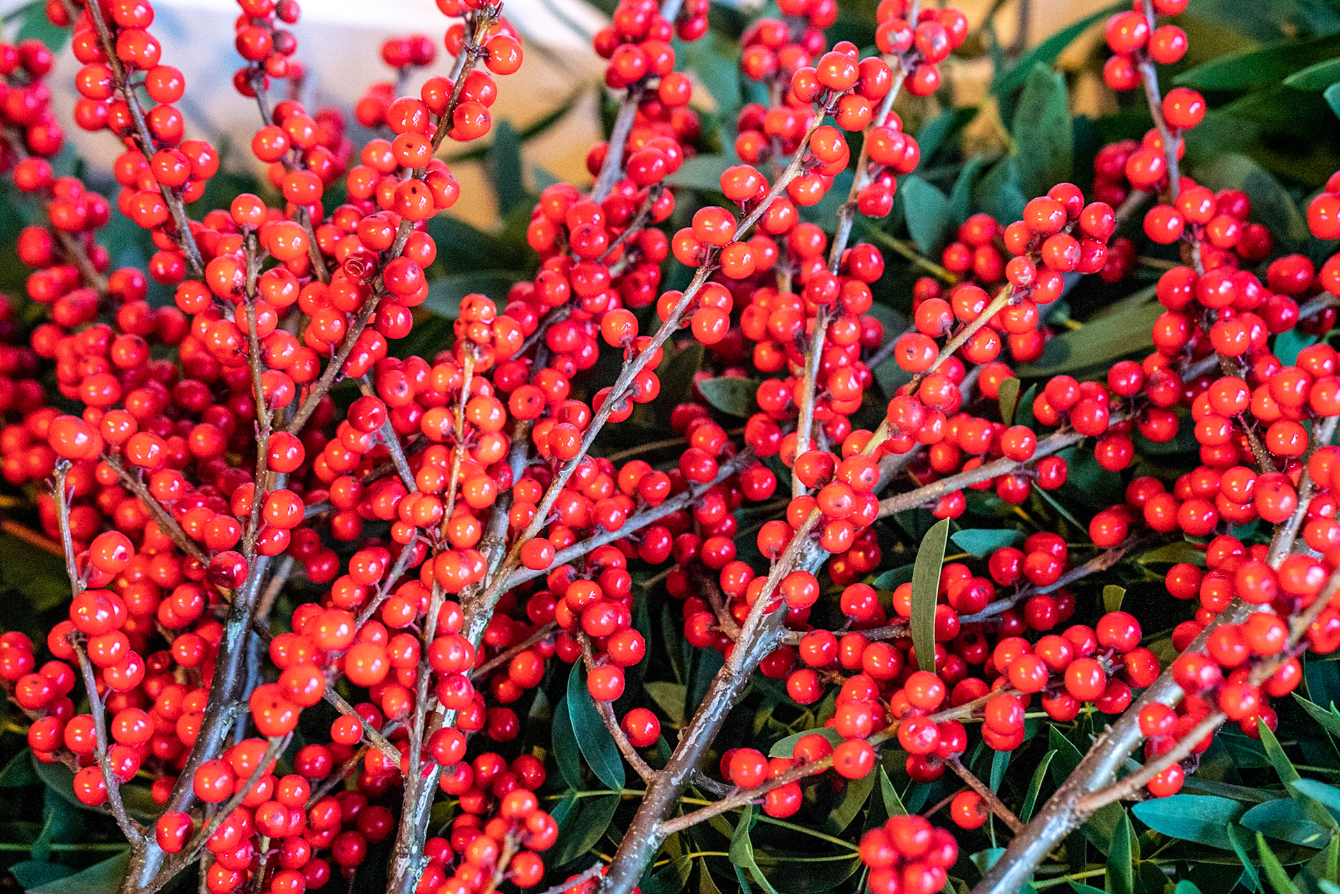 Time to put up some Christmas berries
