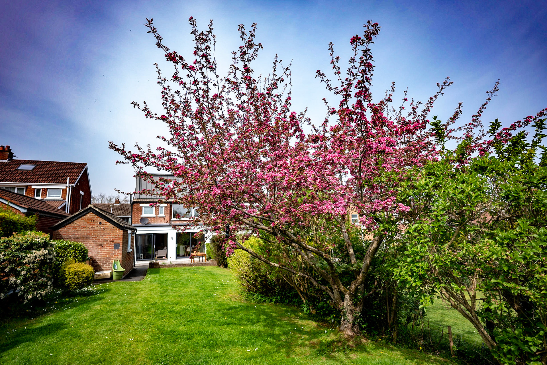 Our cherry tree in full bloom