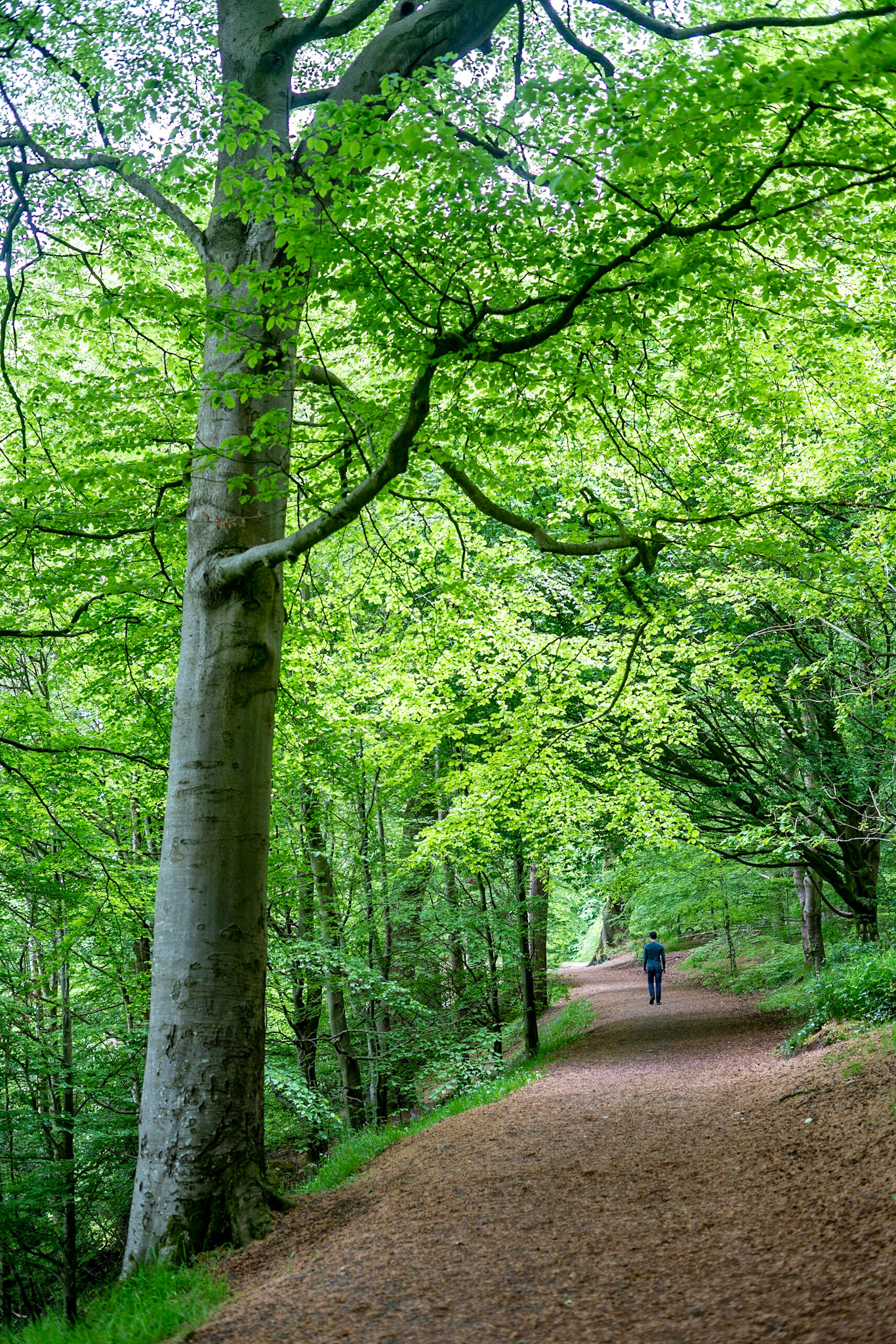 Out walking the dog in the forest - it is so green at this time of year