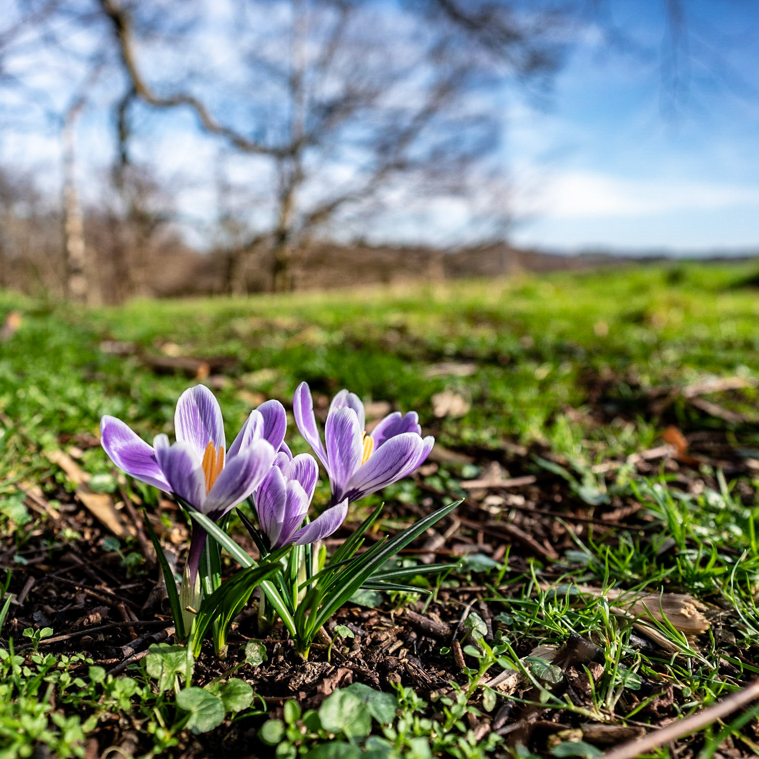 Found these lovely colours peaking out of the green