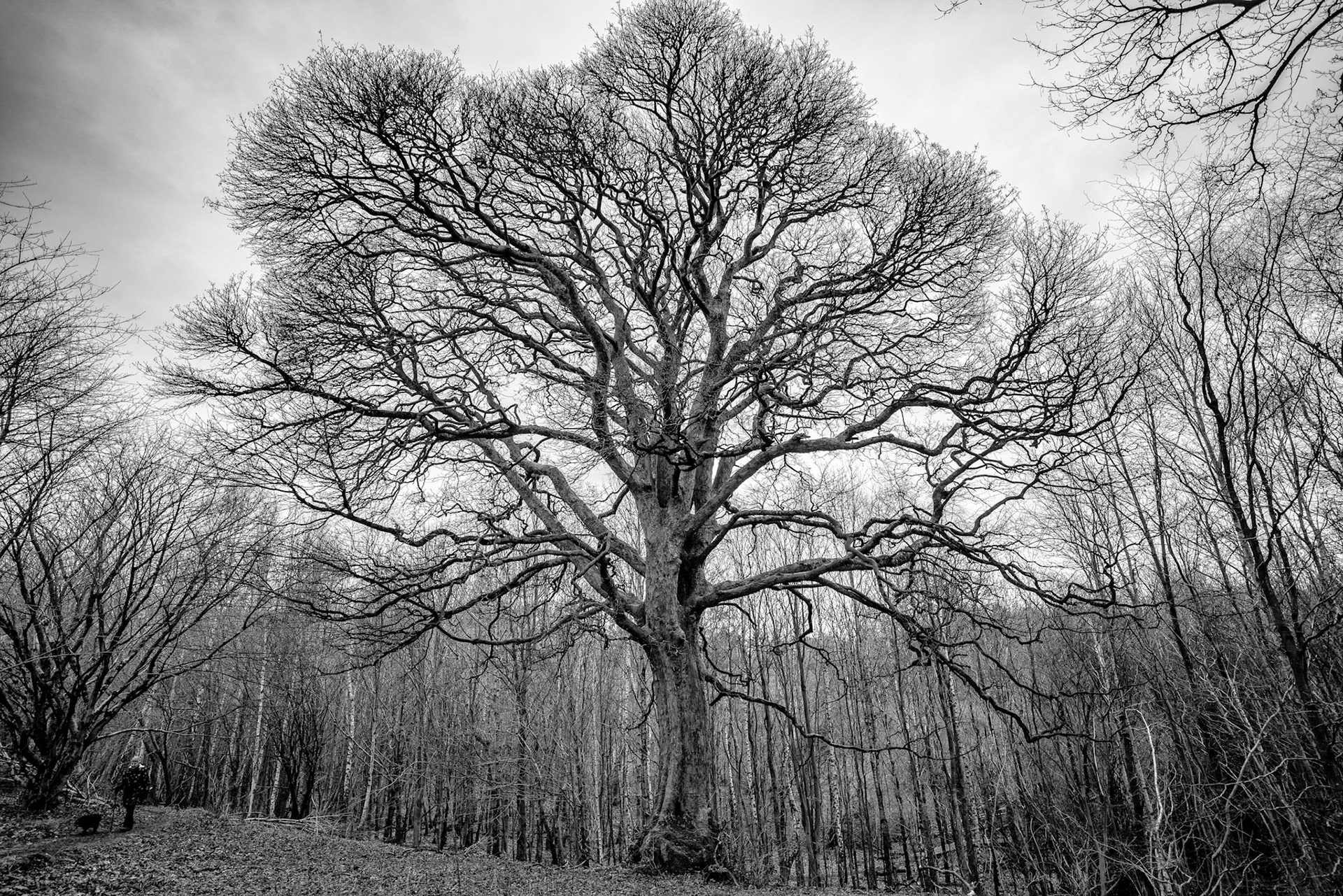 Seeing the woods through the trees