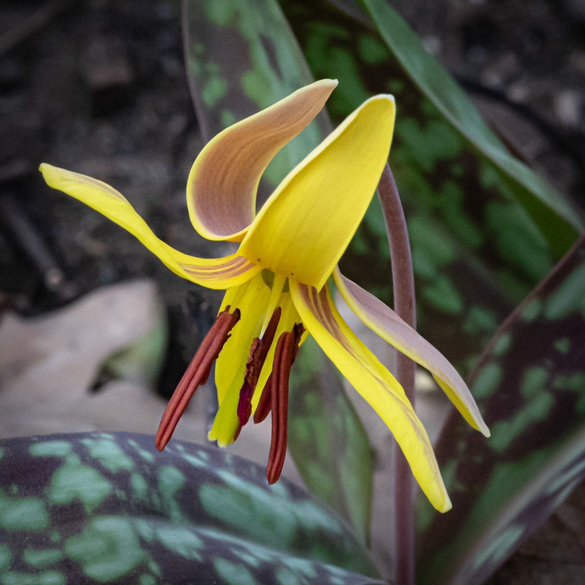 Hawthorn Glen, Milwaukee WI, April 2021