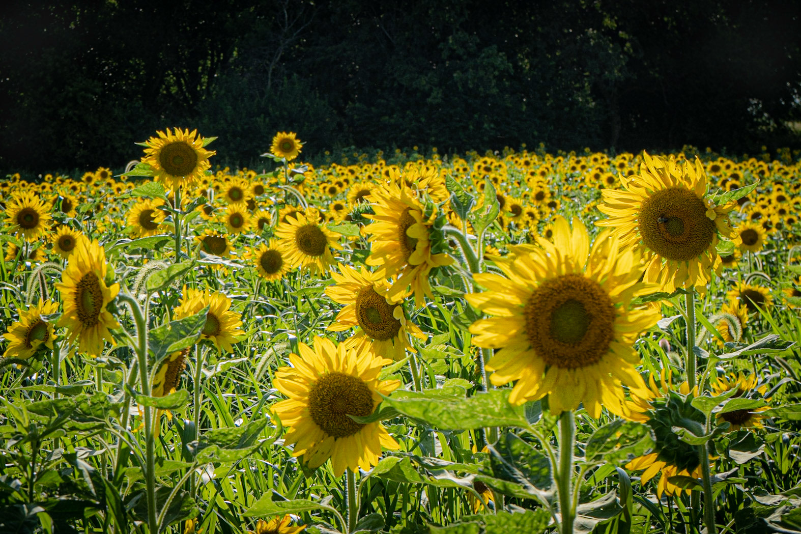 Sunflower patch near Utica IL - August 2020
