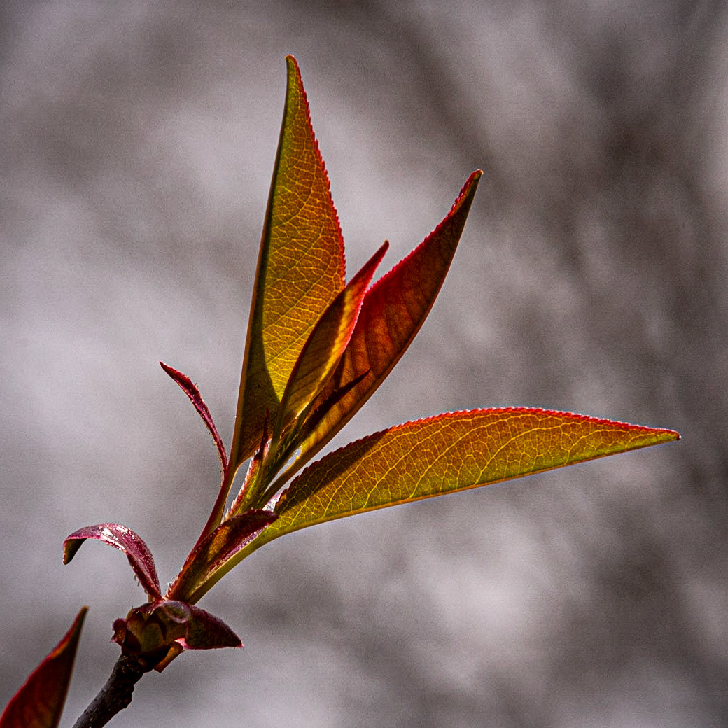 Hawthorn Glen, Milwaukee WI, April 2021