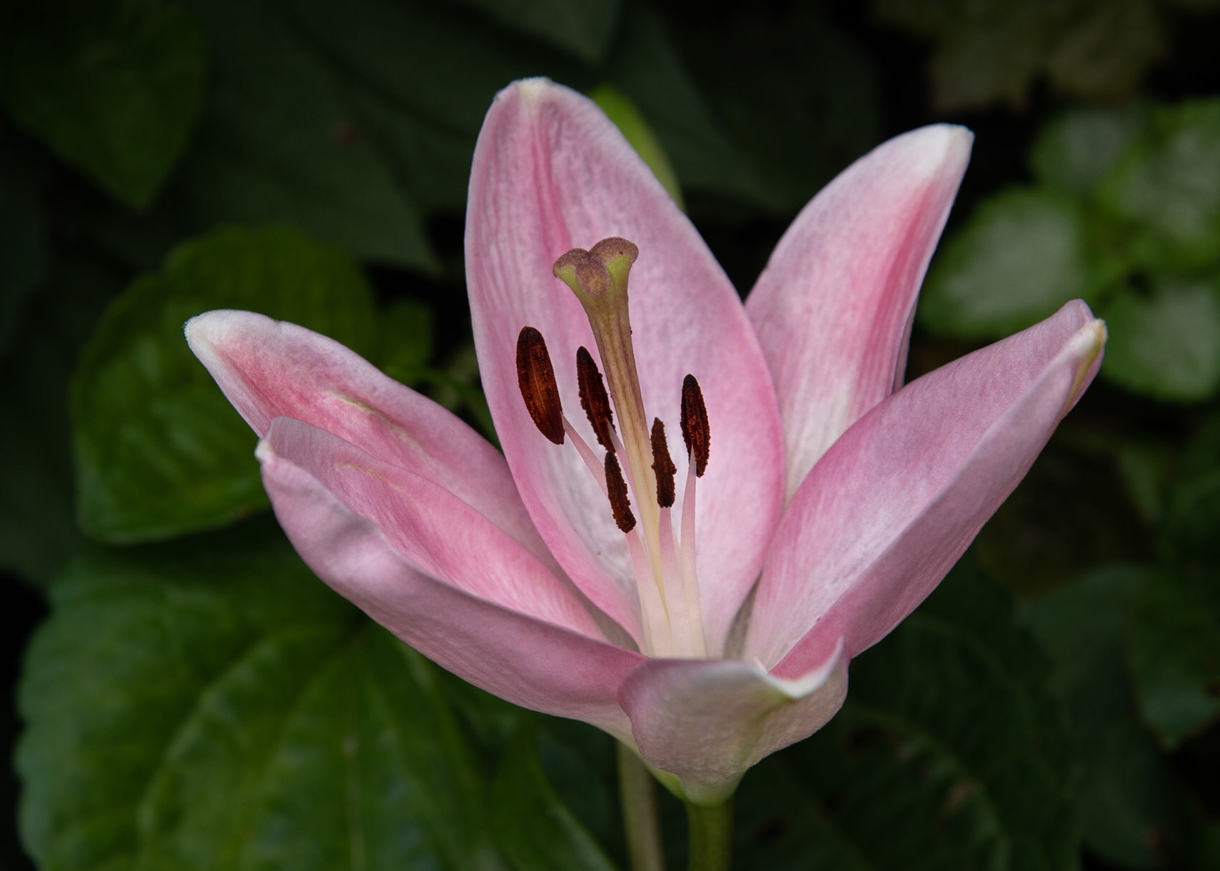 Supermarket Flower - June 2020