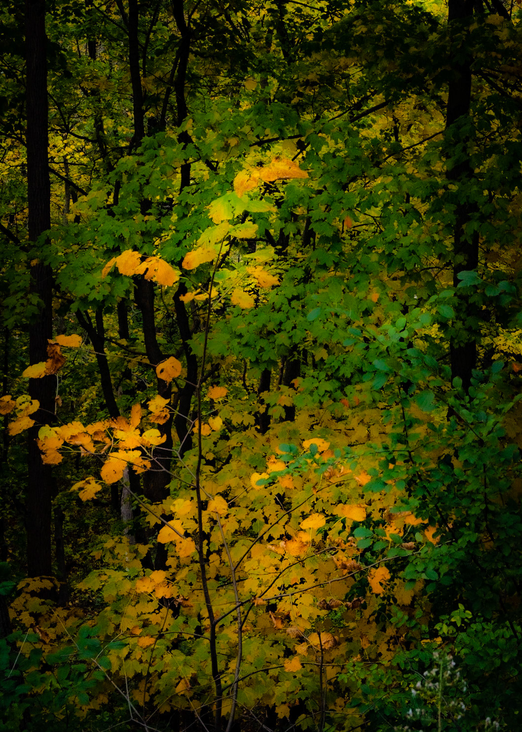 Hawthorn Glenn - Milwaukee WI Fall 2020