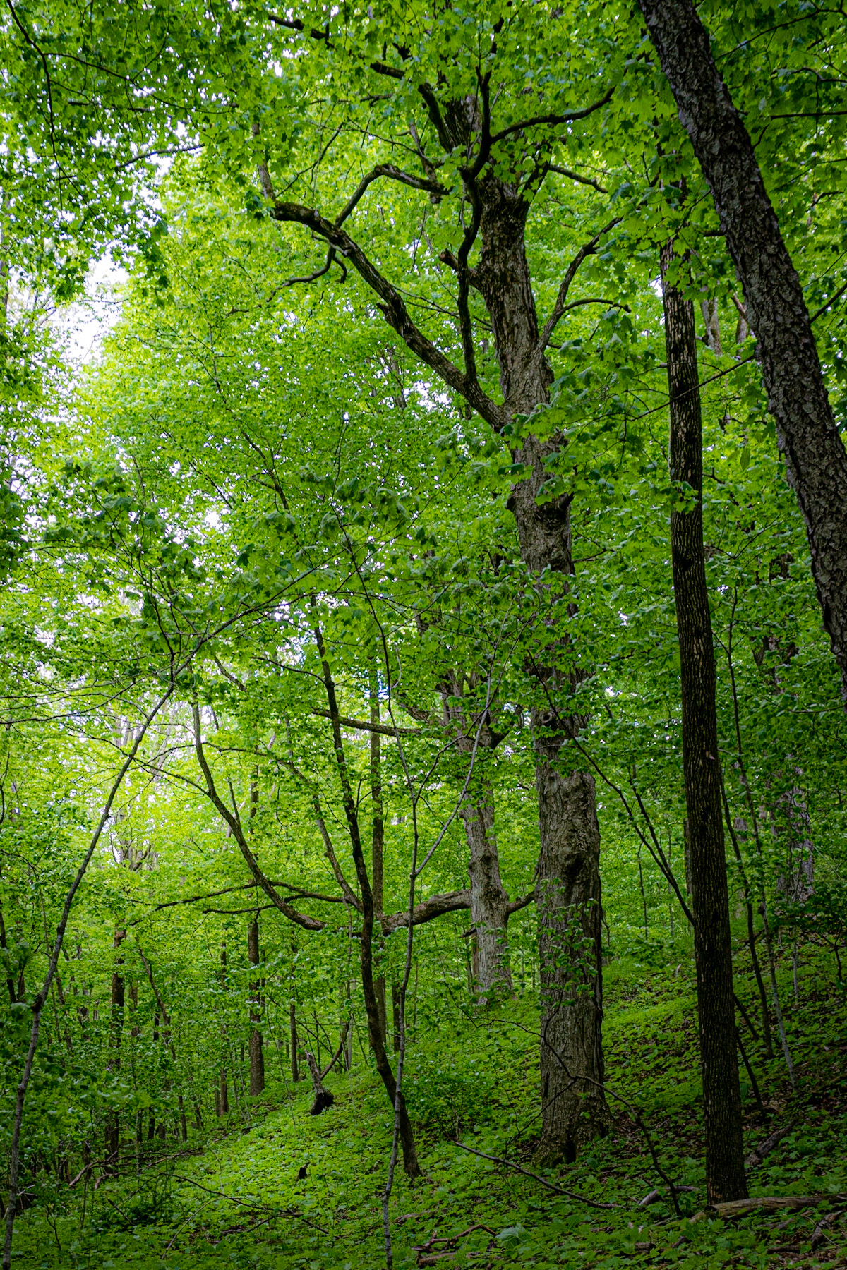 Hawthorn Glen - Milwaukee WI September 2020