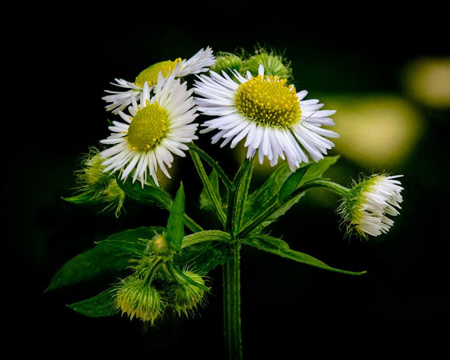 Along the trail - Hawthorn Glen, Milwaukee WI July 2021