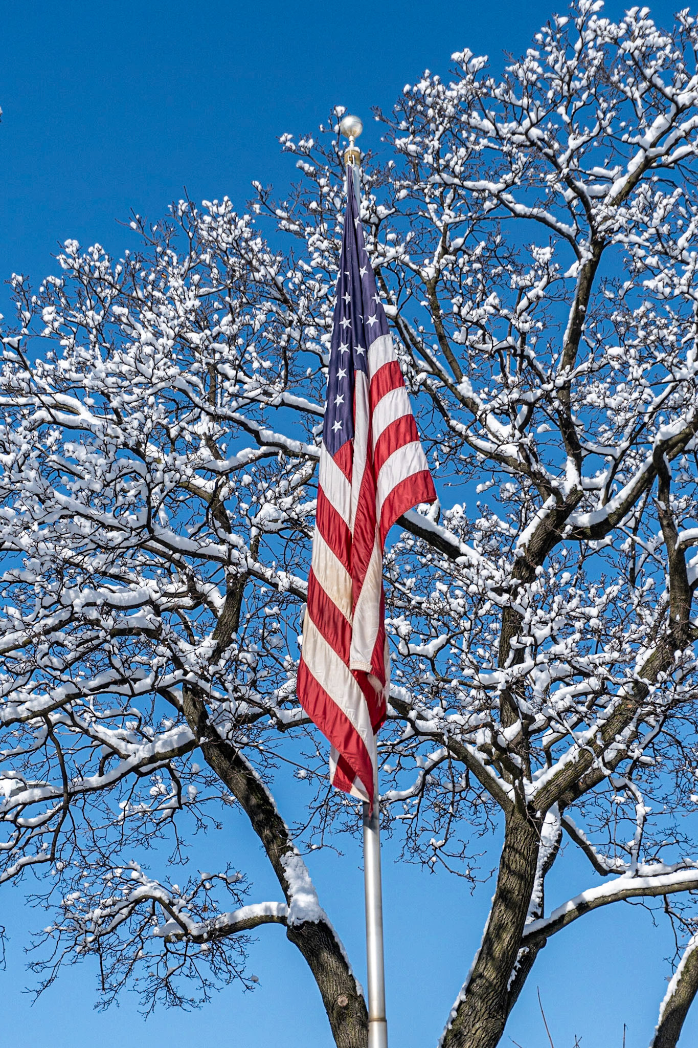 Front Yard, March 2020