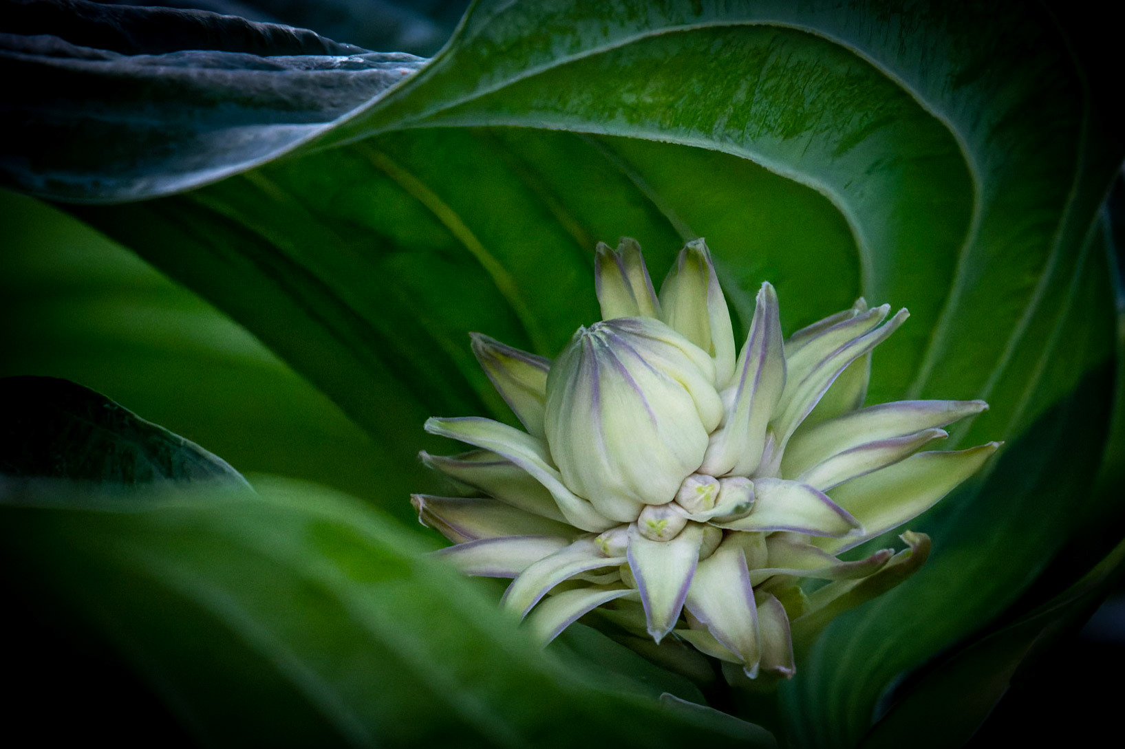 Hosta Bud, Wauwatosa WI June 2021
