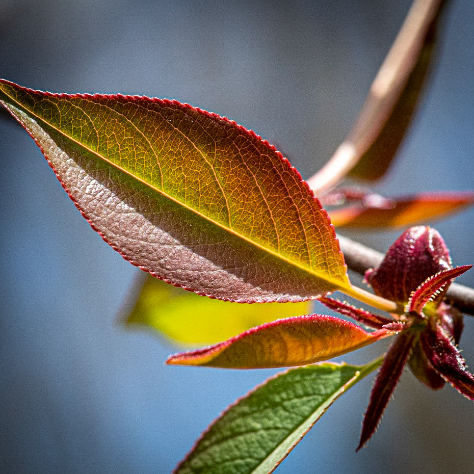 Hawthorn Glen, Milwaukee WI, April 2021
