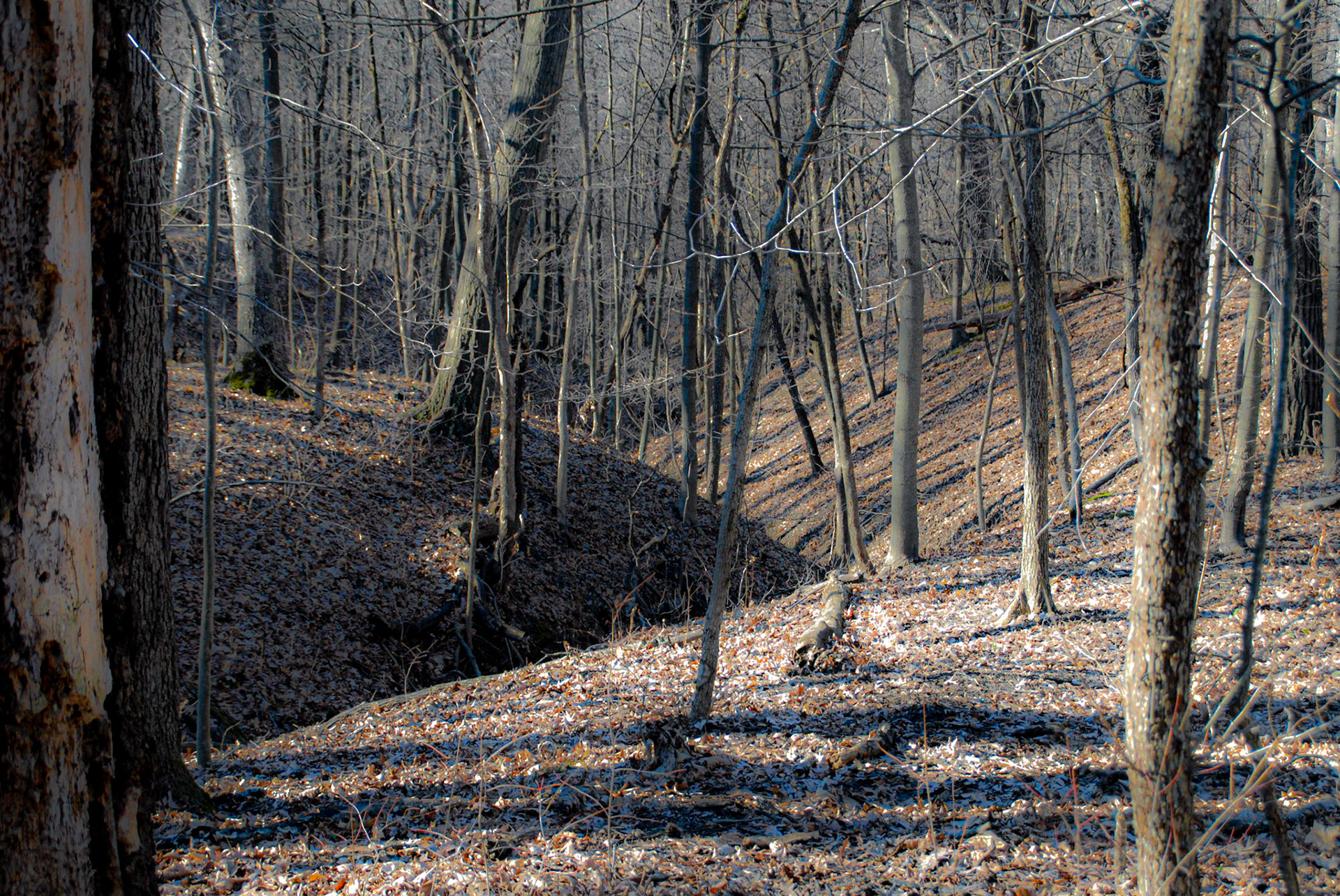 Swallow Cliff Woods, Palos Park IL - January 2012