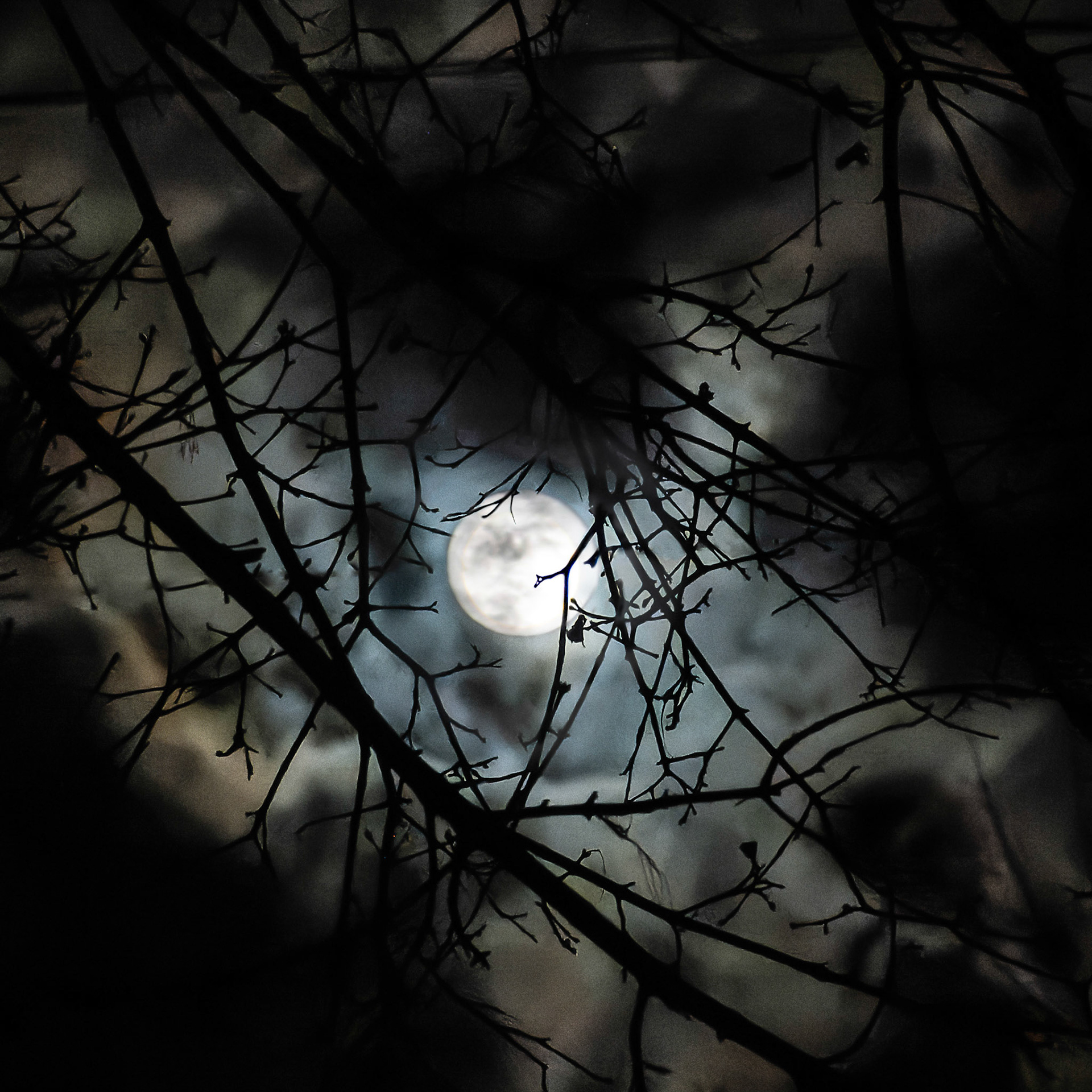 Off the deck out back, Wauwatosa WI