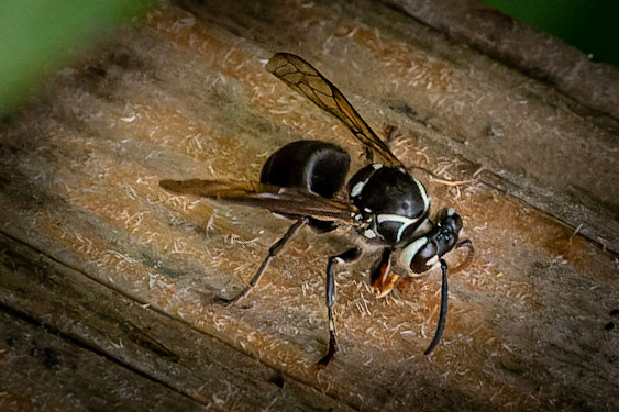 Hawthorn Glenn Nature Center - Milwaukee WI 2021