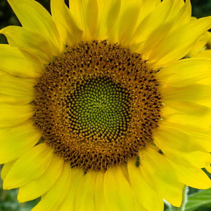 Sunflower patch- Rt 178, Lowell IL, August 2020