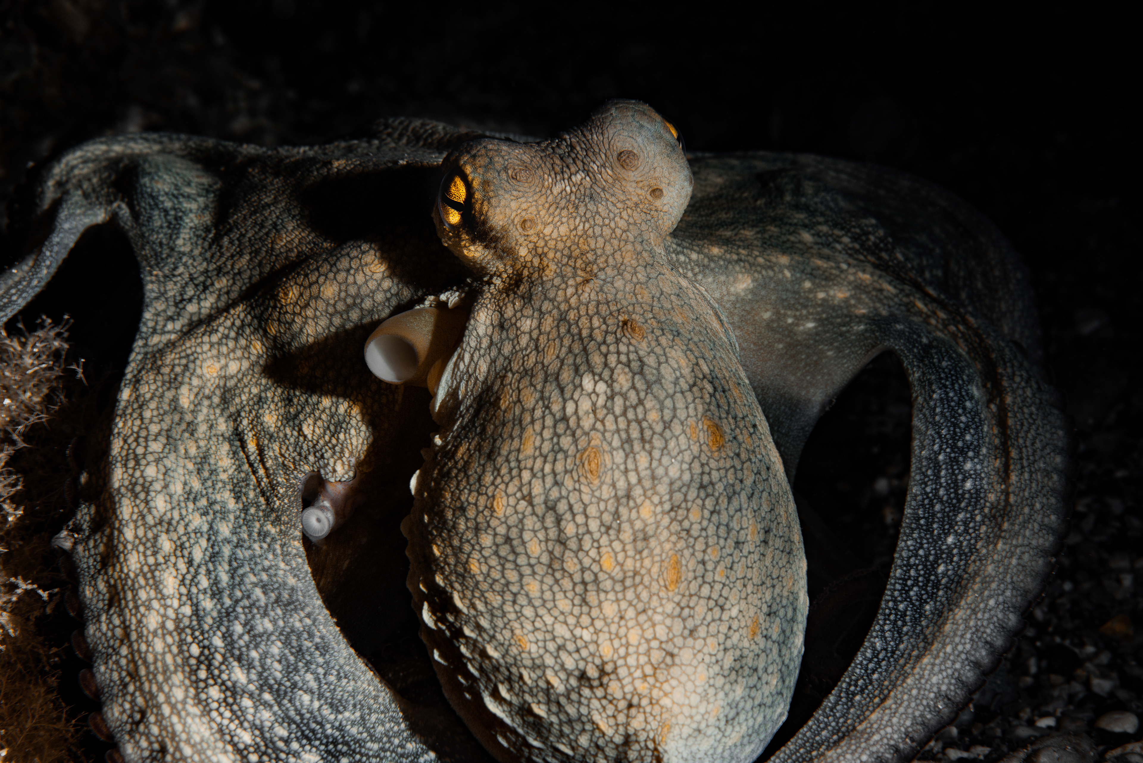 Octopus vulgaris