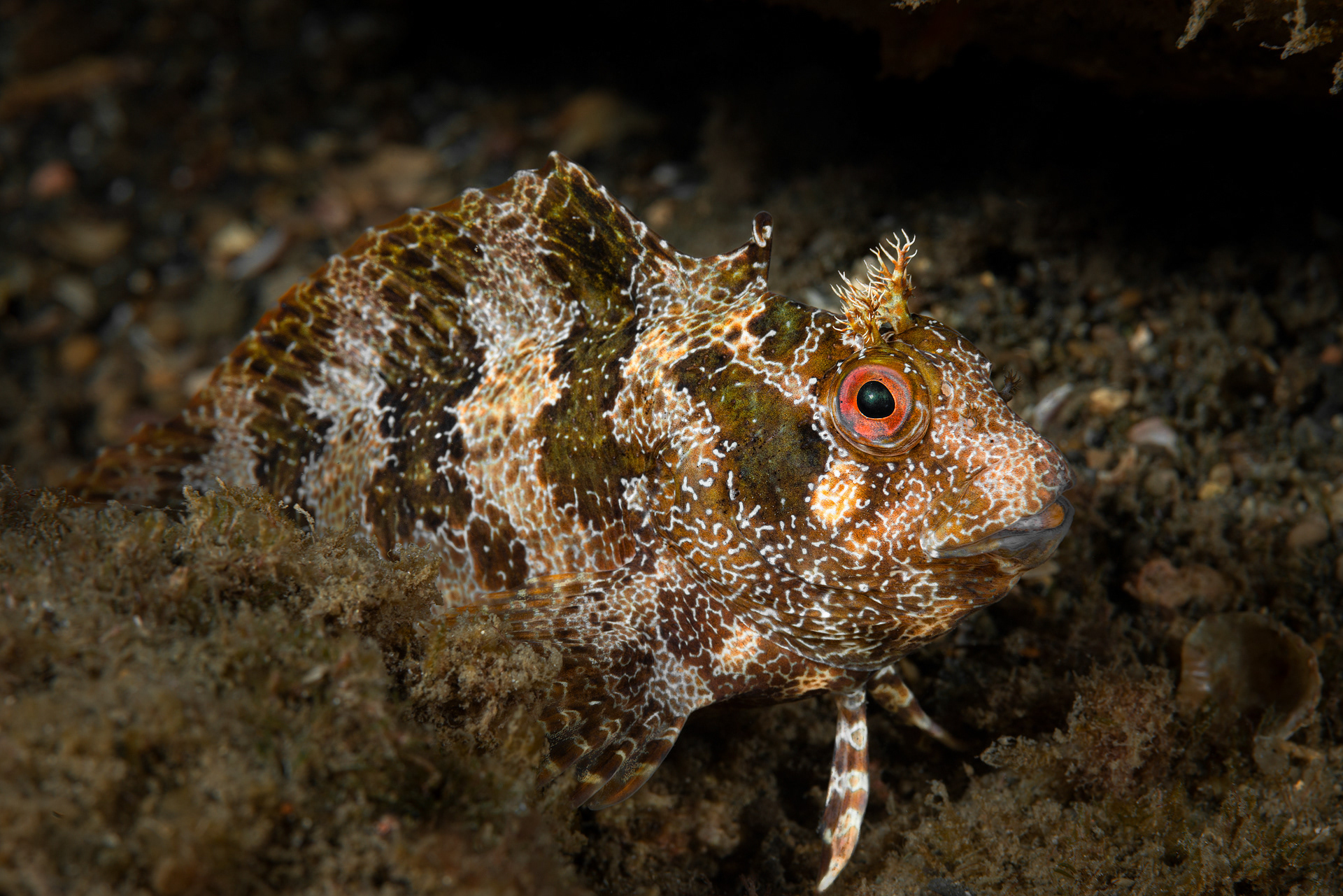 Parablennius gattoruggine