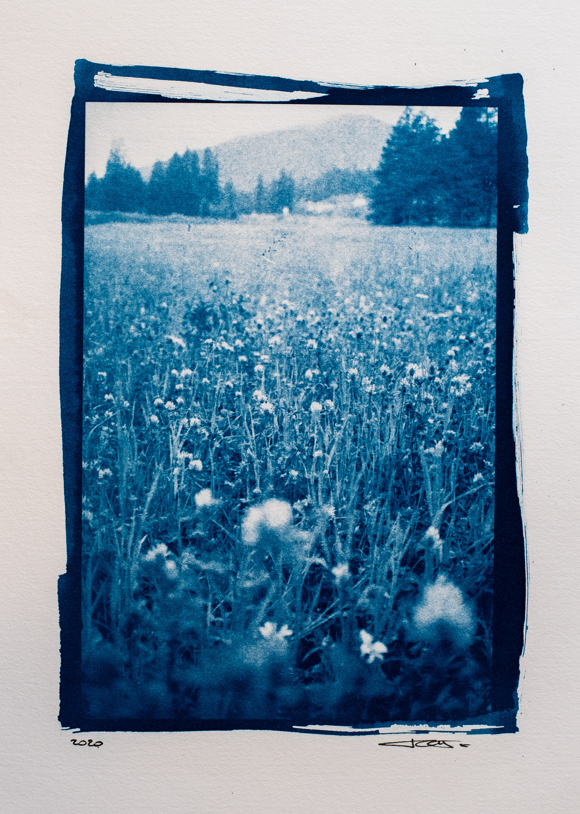 Fiori estivi - Cyanotype