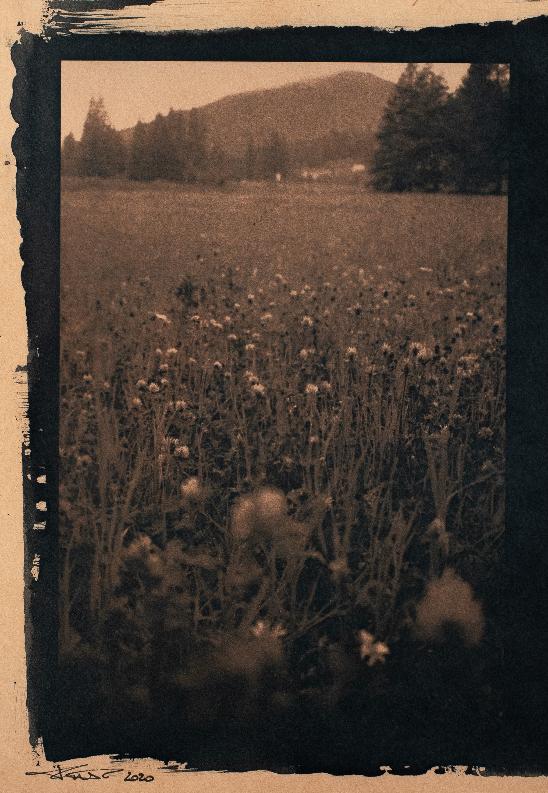 Fiori estivi - toned cyanotype