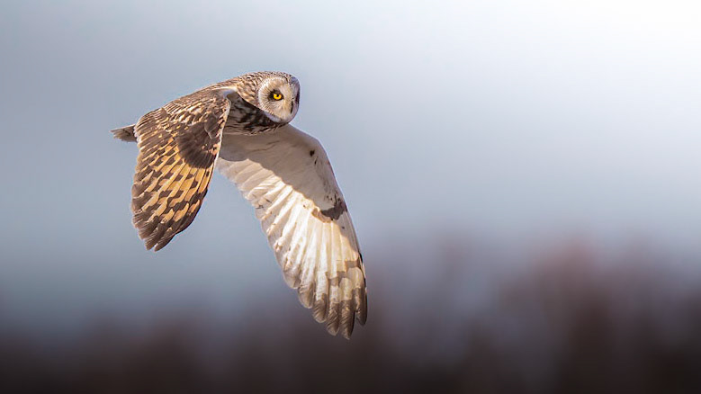 Short-eared Owl