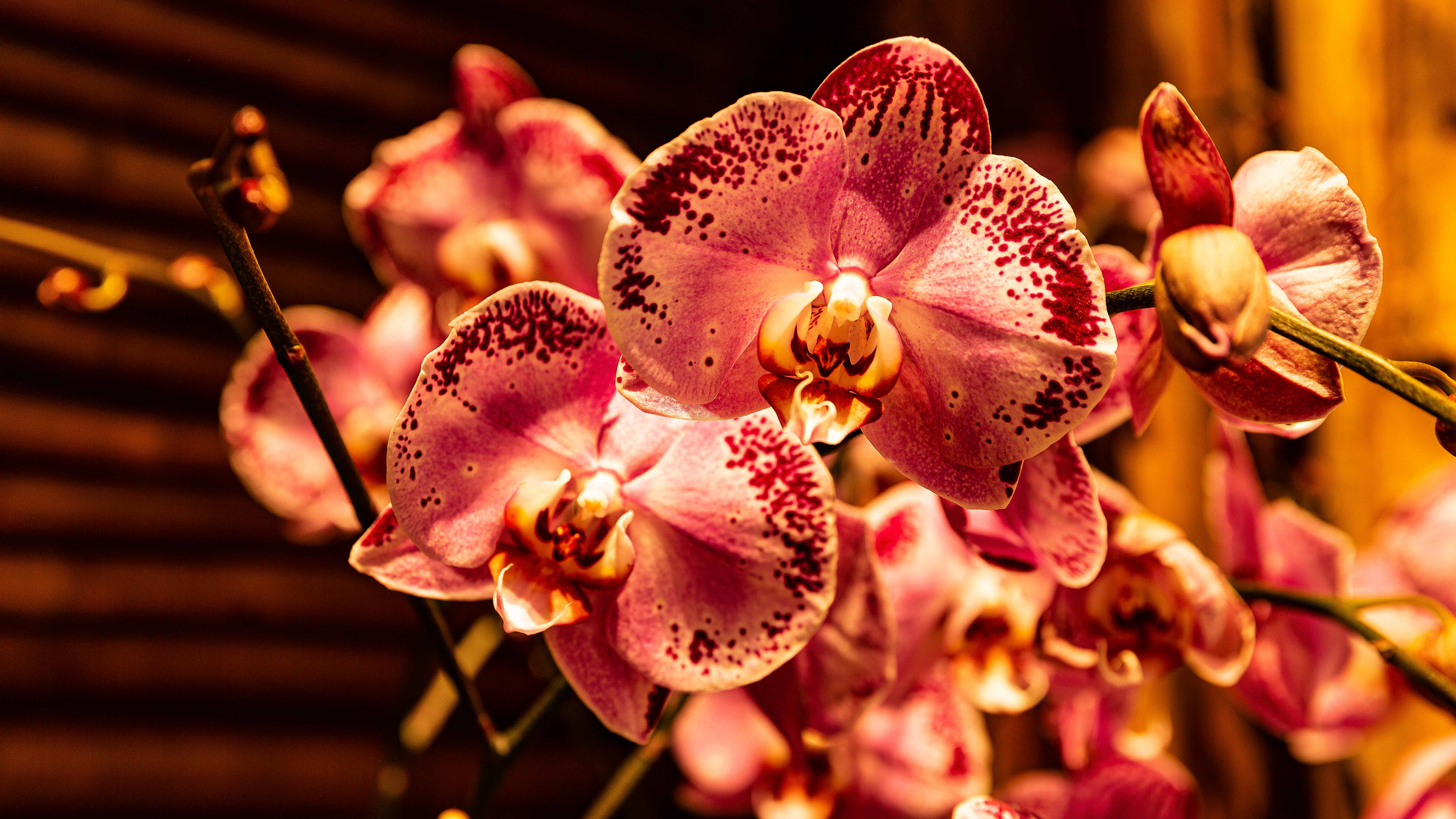 Chicago Botanical Garden Orchid Show 05