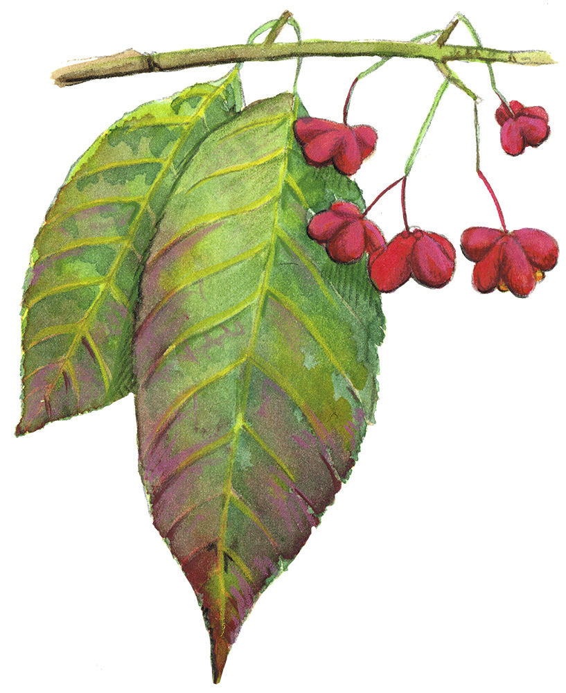 Spindle tree
