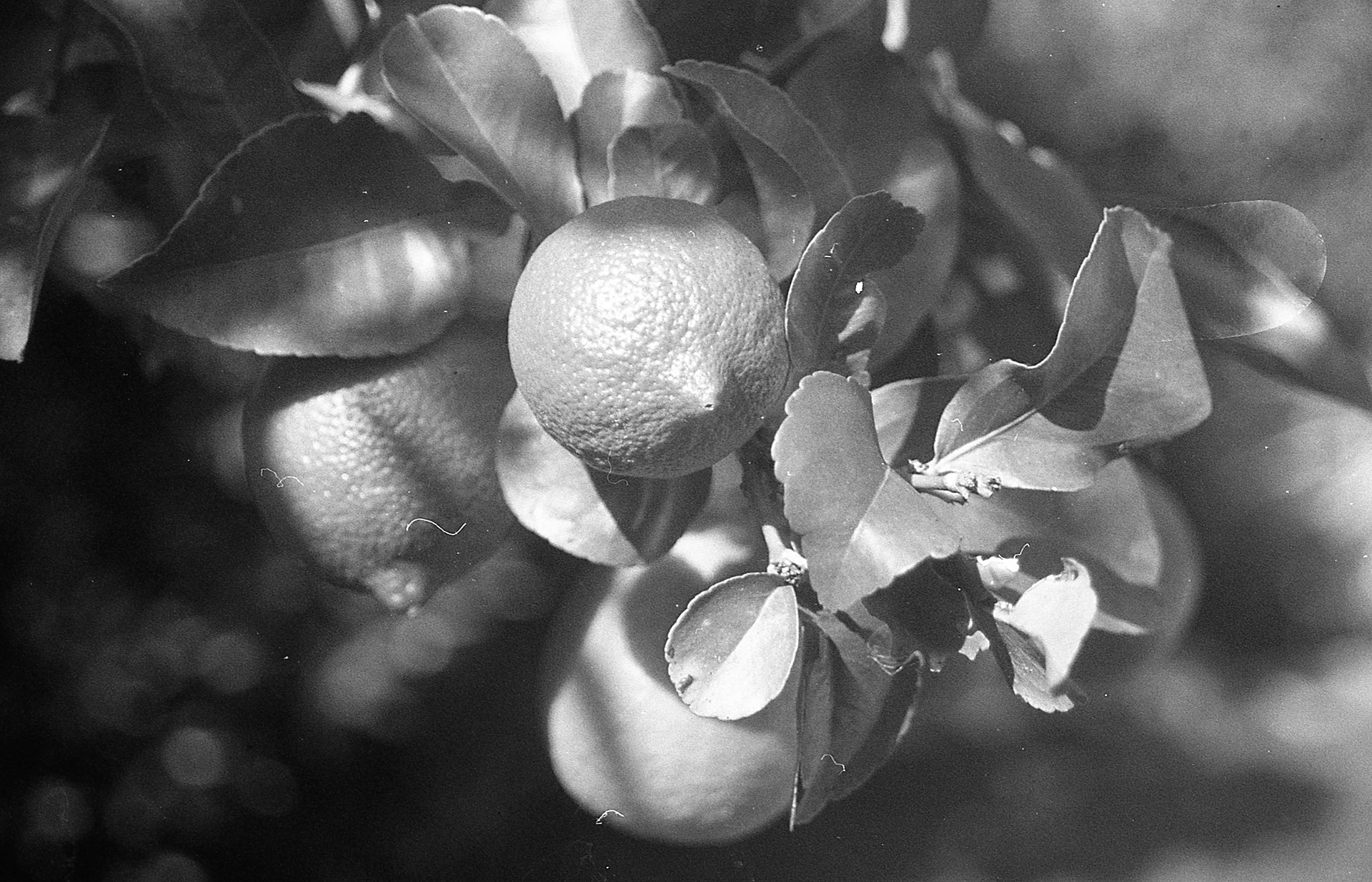 Ilford Delta 400 - Buenos Aires, Argentina