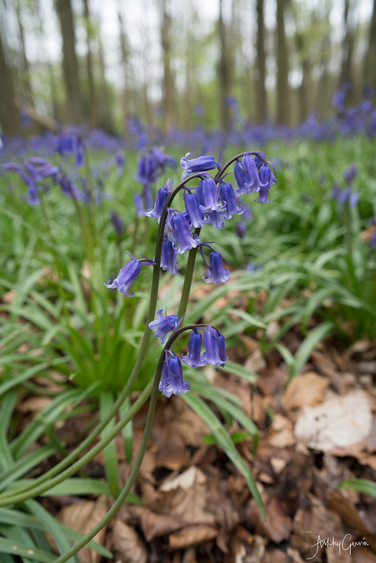 Ashley Garvin Ashridge Bluebells