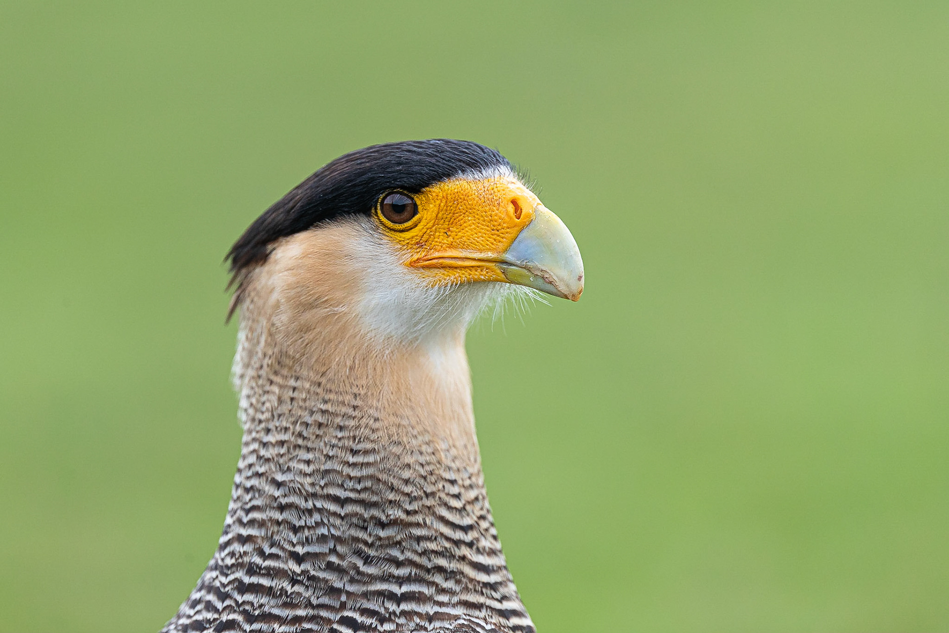 Koen Frantzen | Nature Photography - Kuifcaracara / Southern crested ...