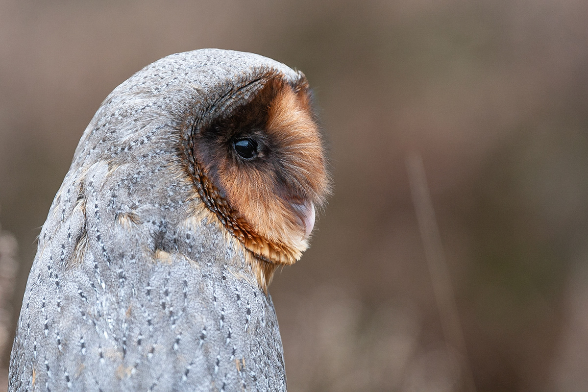 Koen Frantzen | Nature Photography - Birds Of Prey Portraits