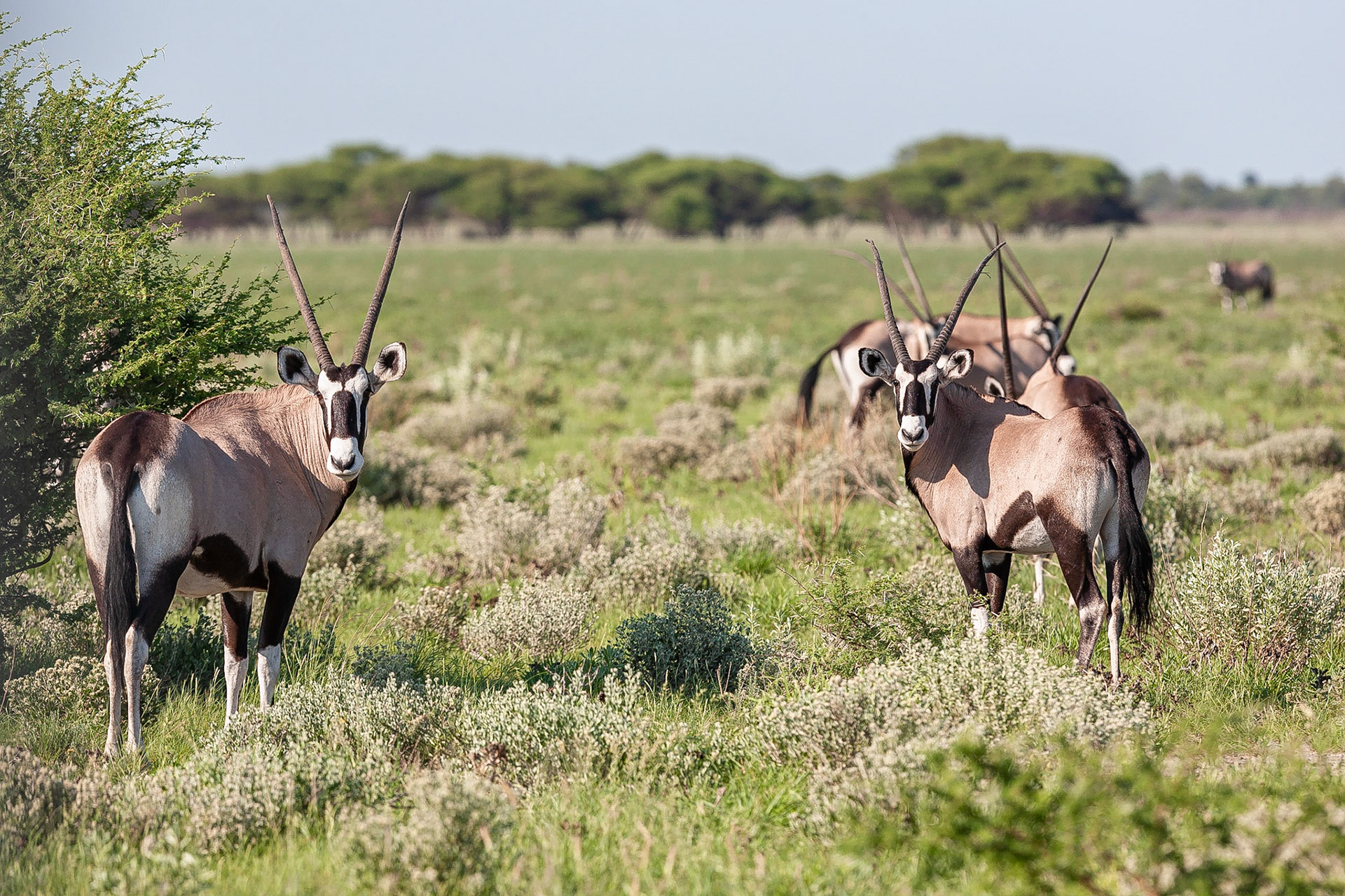 Koen Frantzen | Nature Photography - Oryx / Gemsbok (Oryx gazella)