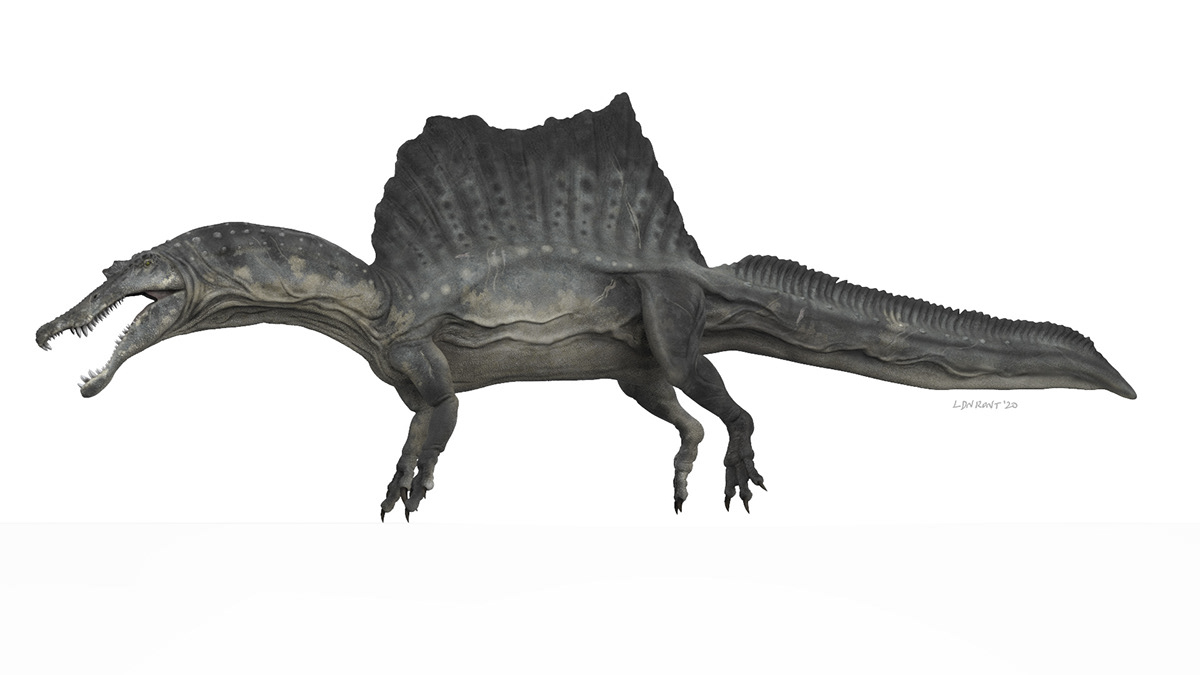 spinosaurus 2020 model