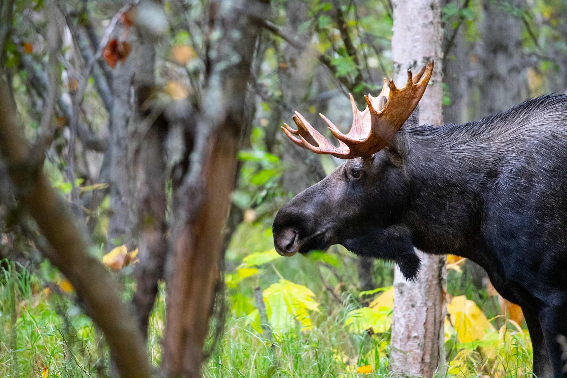 Stalking the Forest
