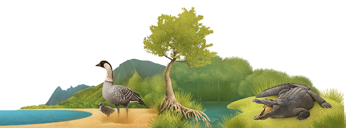 Illustration of the fauna of Everglades