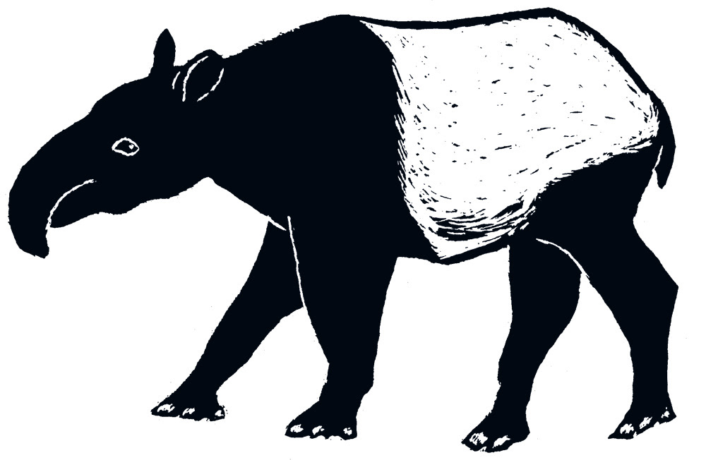Freigestellter Tapir