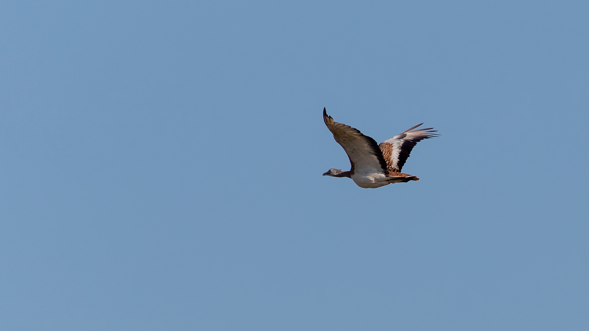 Great Bustard