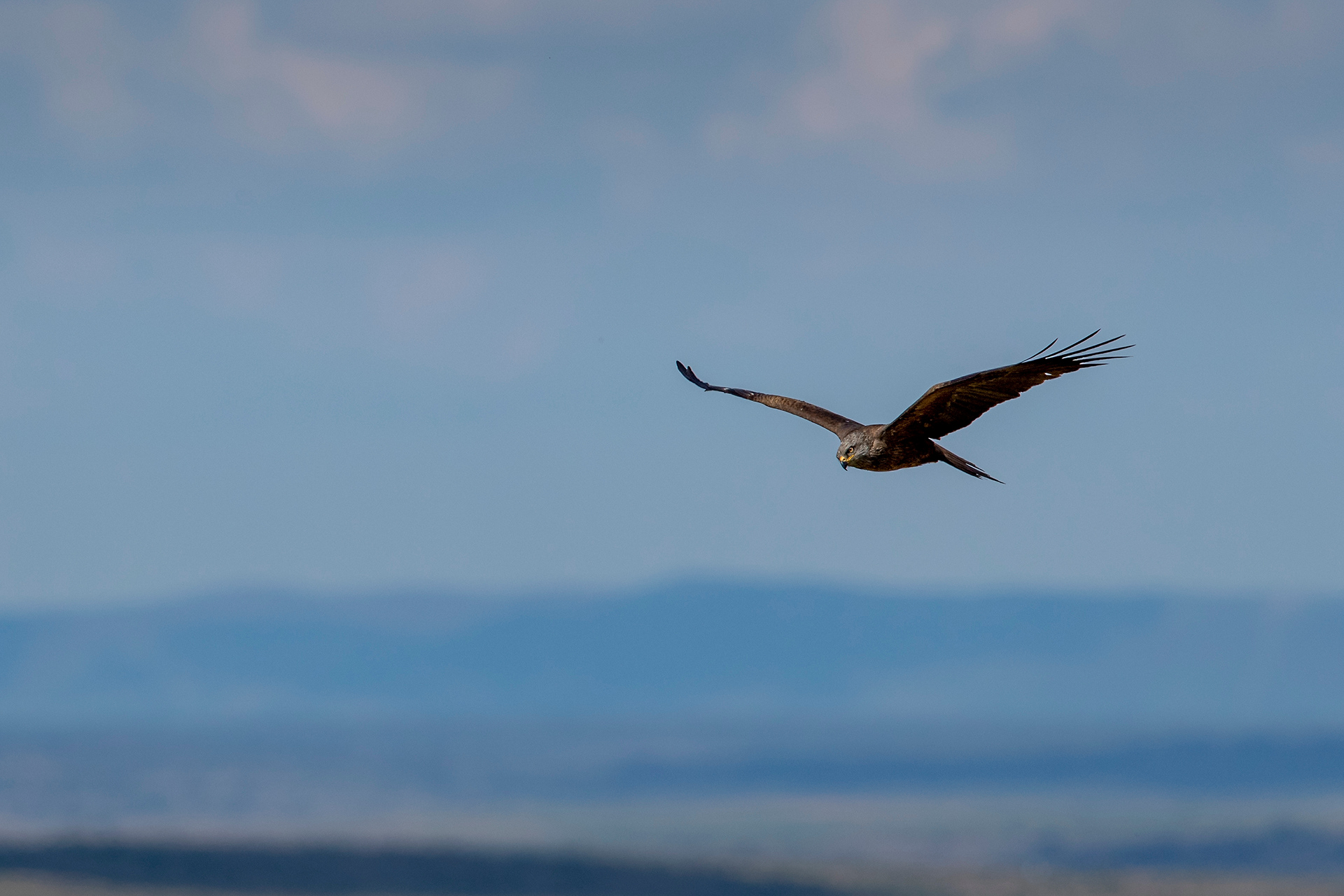Black Kite