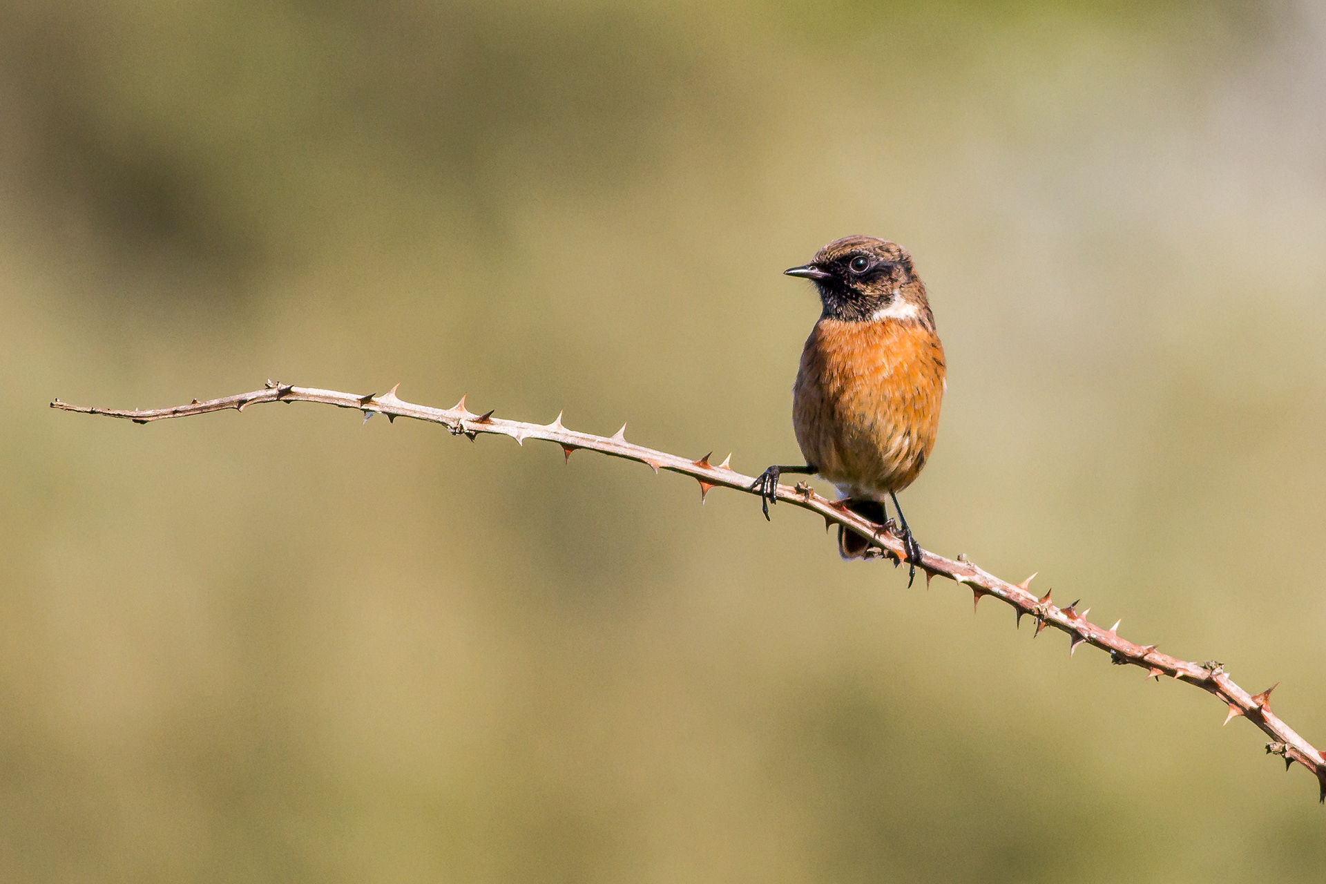 Stonechat