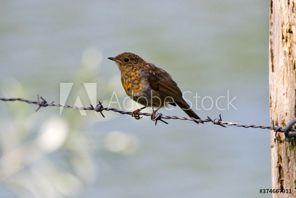 Rouge-gorge familier - Erithacus rubecula