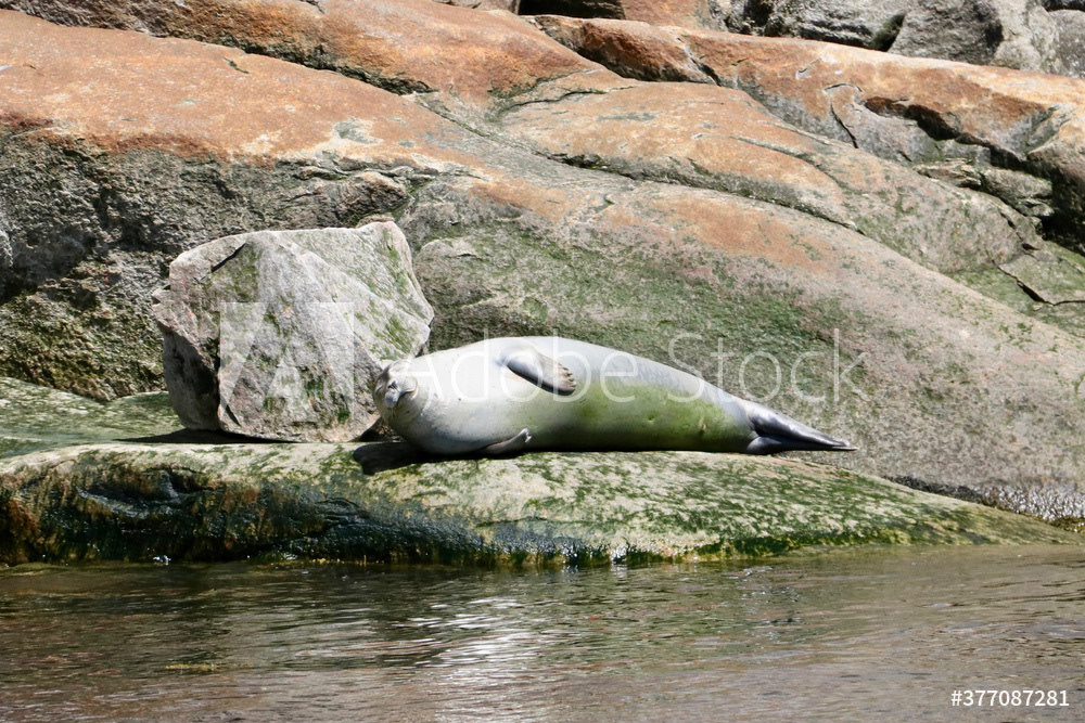 Phoque gris
