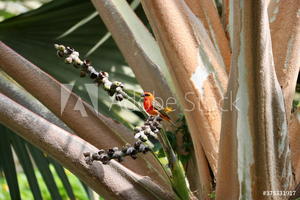 Foudi rouge - Foudia madagascariensis