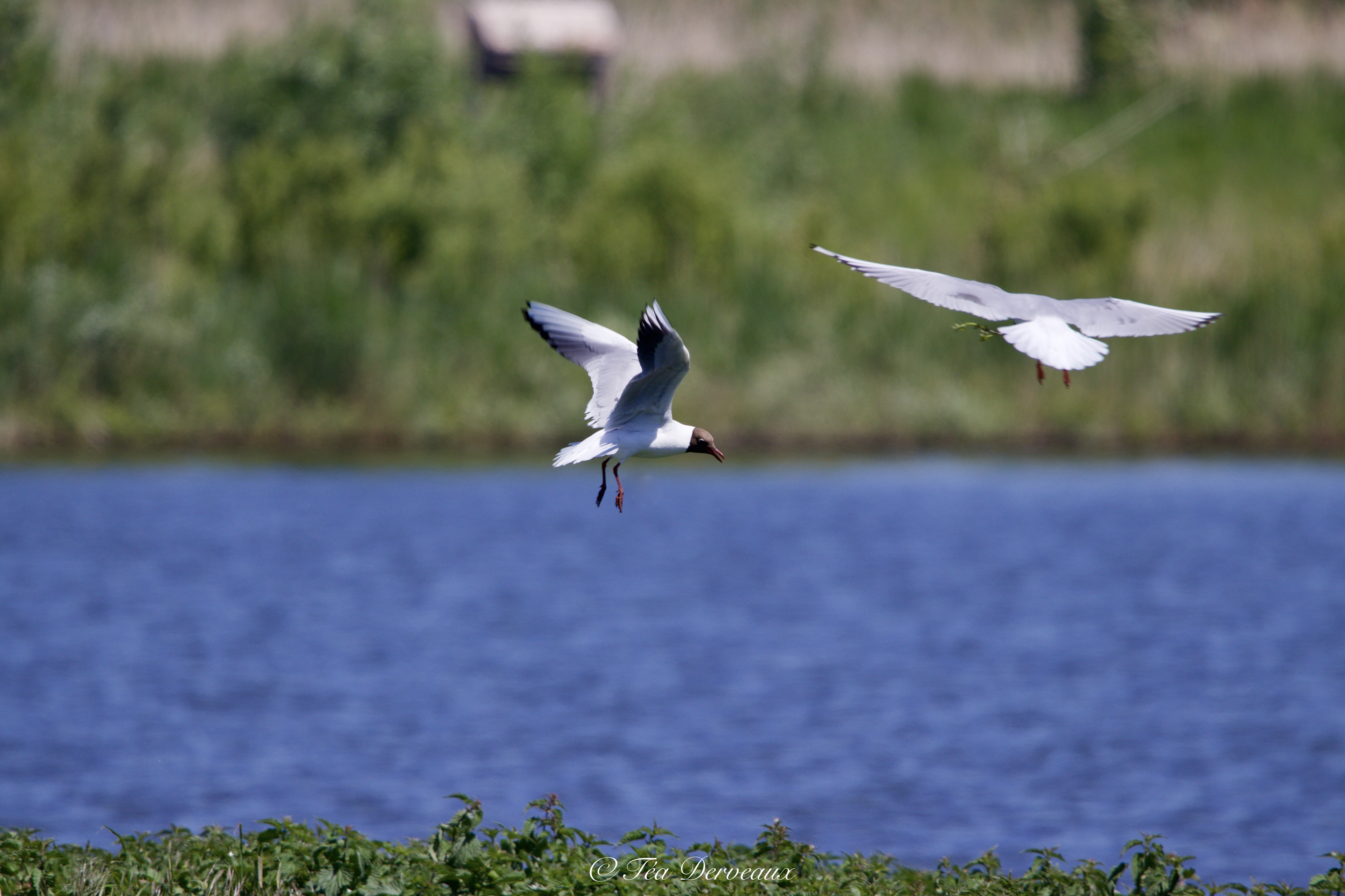 Mouette rieuse