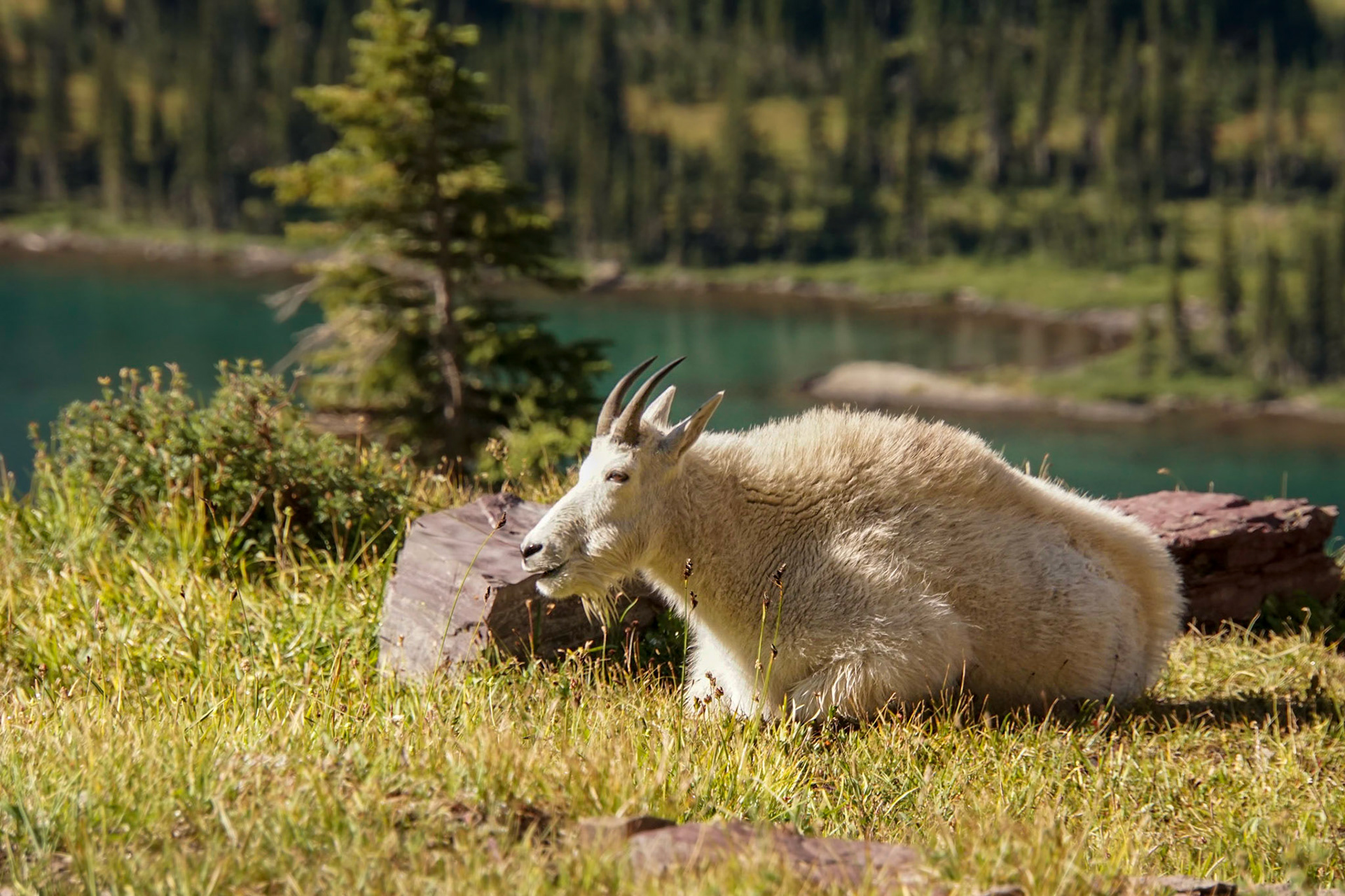 Resting Mountain Goat