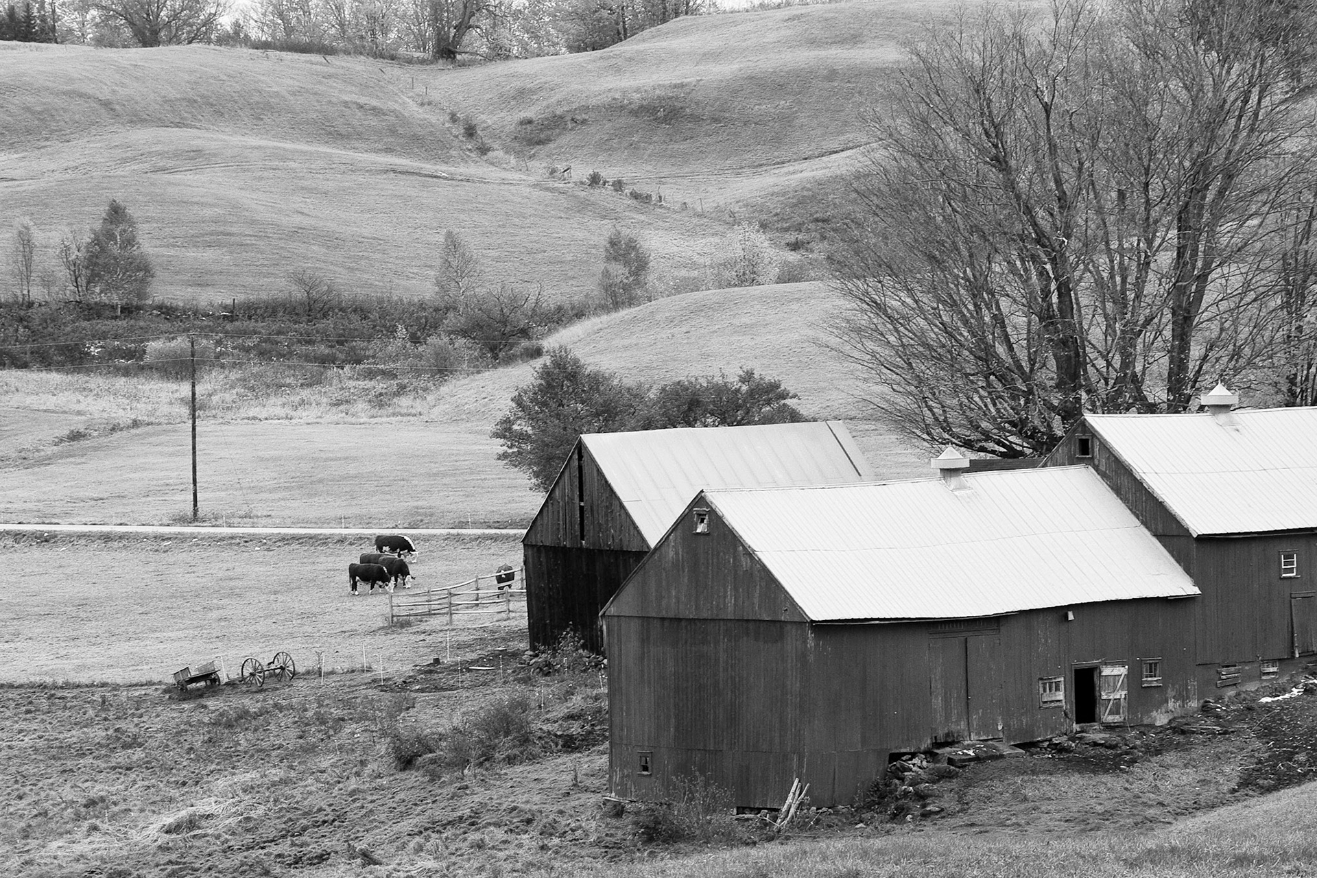 Black & White 00054