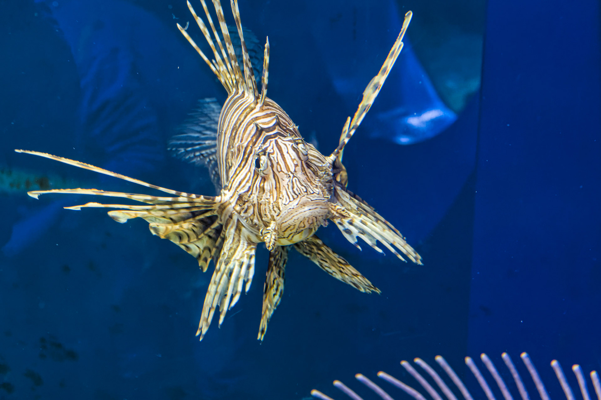 IN Zoo 00115